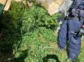 Police allege the street value of the cannabis was worth $78,000. Photos from NSW Police.