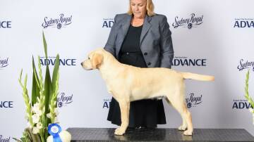 Tapua 'Dream Big' Abby with handler Sharryn Lewis from Woodstock at the Sydney Royal.