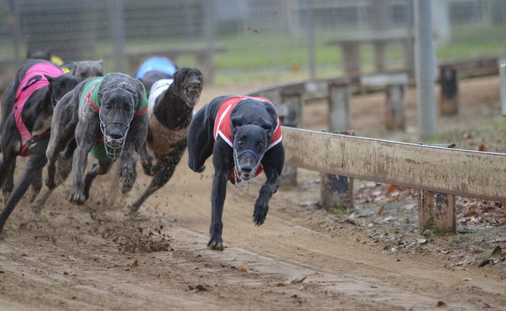 A new low has been reached in abolishing greyhound racing in NSW and the ACT.
No other country or state that has gone so far as to dictate to its citizens.