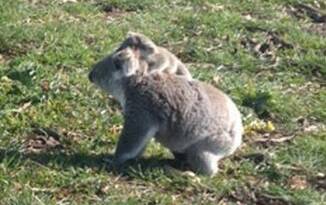 A mother and baby koala spotted by landcarers in Cowra Shire recently.