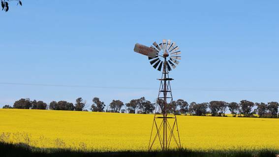 Cowra's Canola fields are popular with visitors during September and October.