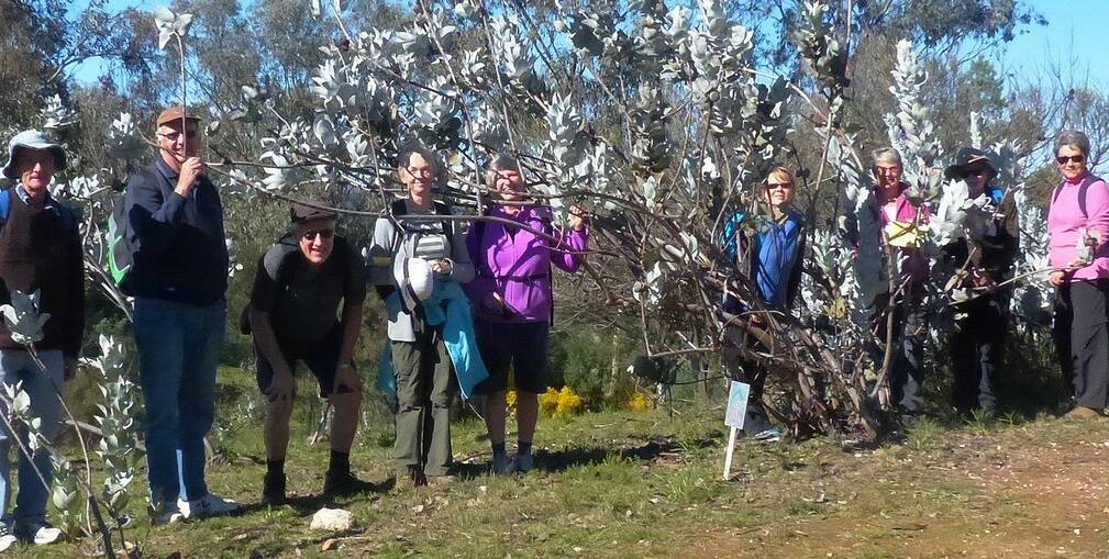 The Upper Lachlan Bushwalkers on one of their many walks around the region. They are looking forward to many trips throughout the Spring, starting on Sunday, September 4 to Federal Falls and more at Canobolas,