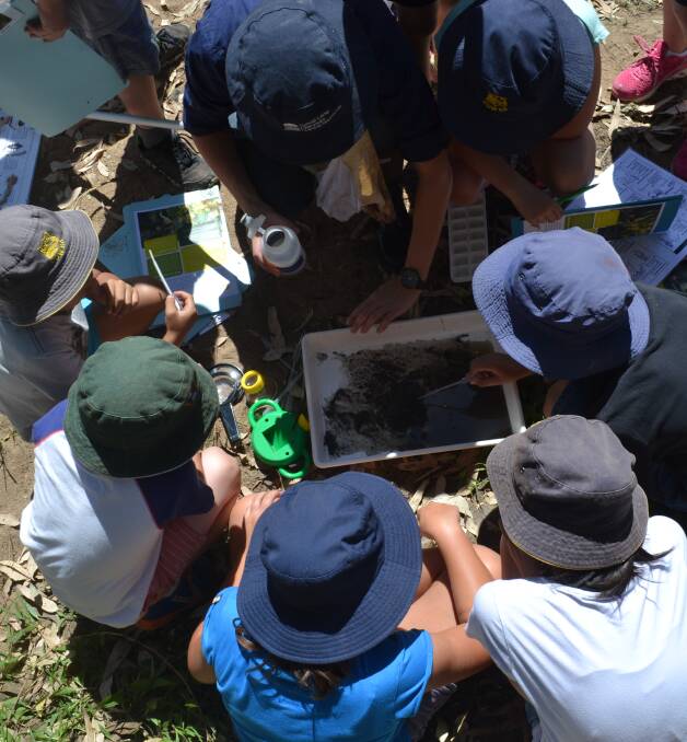 Cowra Public School students try to classify different types of water bugs that live in the Lachlan River. 