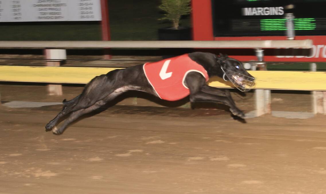 FLYING: Metallic Flash showed his class when taking out the annual Mayor's Cup at Dawson Park on Friday night. Photo: COFFEE PHOTOGRAPHY