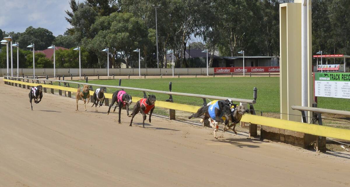 Roman Zesta (blue rug) flew home on Thursday to steal victory late on at Dawson Park for trainer Paul Wasson. 