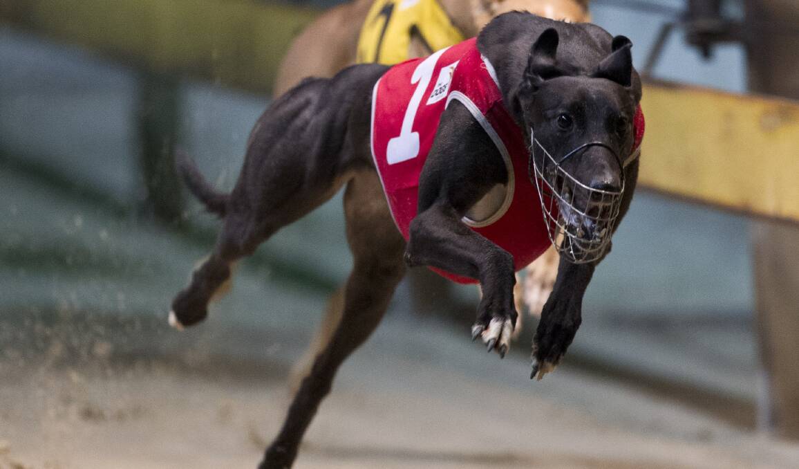 Local trainer Rodney McDonald says a change in Government leadership is the NSW Greyhound Industry's only hope of being restored.