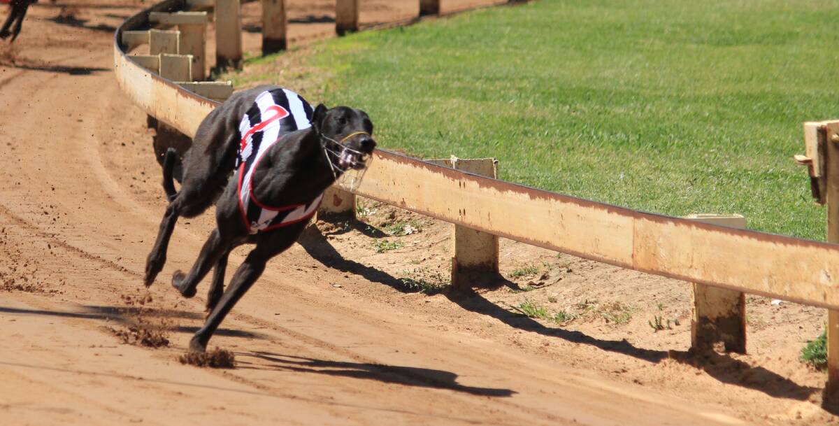 Falcon's Fury is showing plenty of potential during the early stages of his racing career, winning the Janet Braddon Memorial.