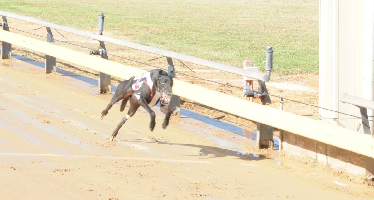 Dana Watene takes out a race at Dubbo's Dawson Park during a previous start in his career. Photo by Nick Guthrie.