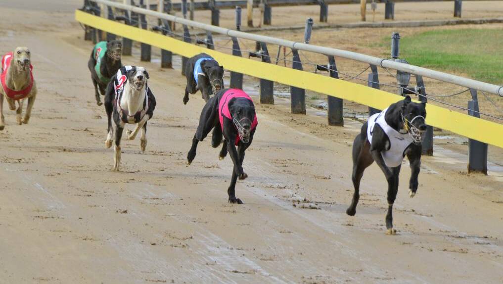 Pictured racing at Dubbo's Dawson Park, Tango's Express (pink rug) delivered trainer Mick Curtale his biggest thrill in the industry on Wednesday night.