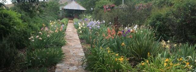 The garden walk at Old Graham, Hovells Creek is one of the many features of the country garden.