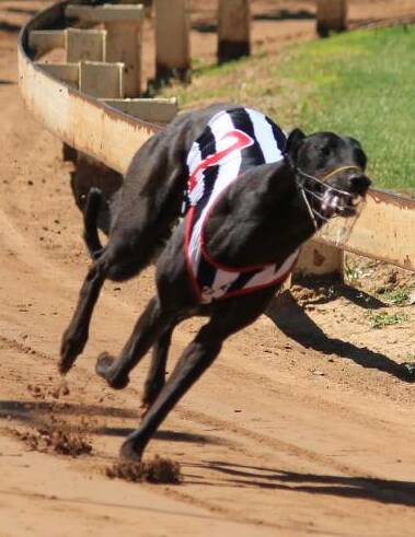 Falcon's Fury will begin from box one in Monday night's Bathurst Gold Cup final.