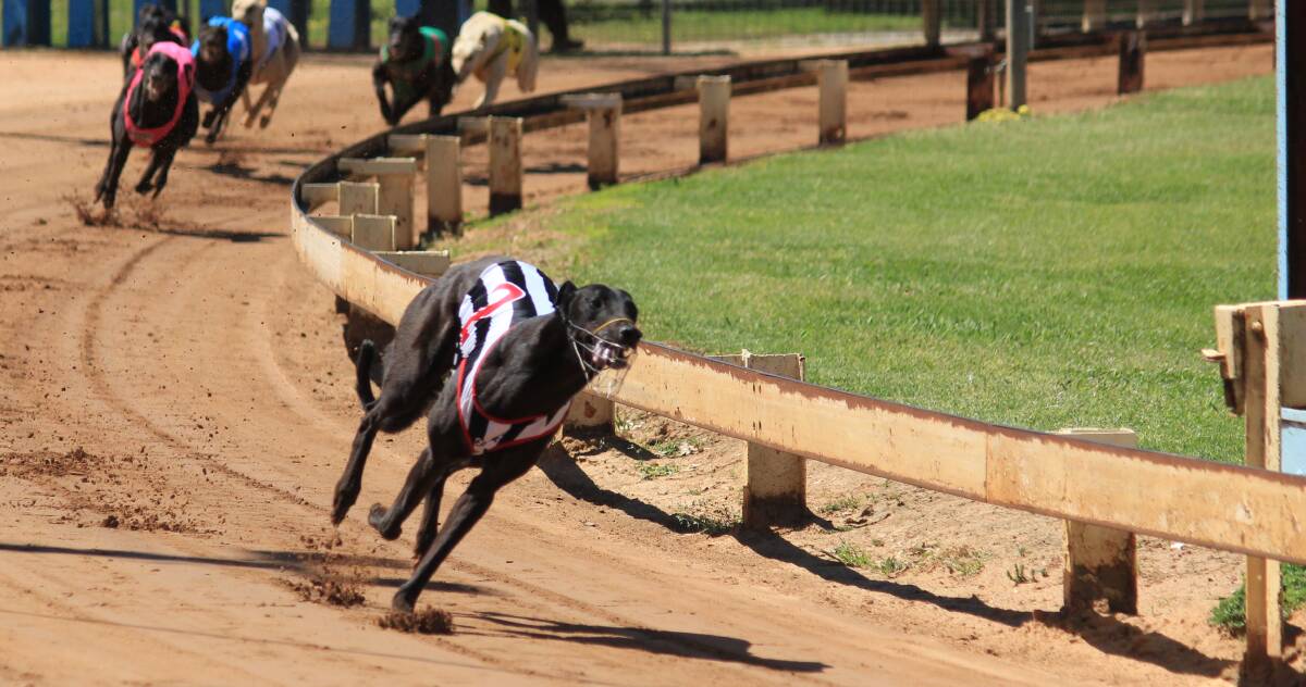 Falcon's Fury won by nine-and-three-quarter-lengths from second place in the fifth heat of the Janet Braddon Memorial on Saturday.