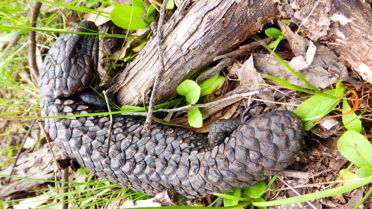 A Shingleback or Stumpy Tail Lizard. These gentle lizards are often attacked by domestic animals. Photo supplied.