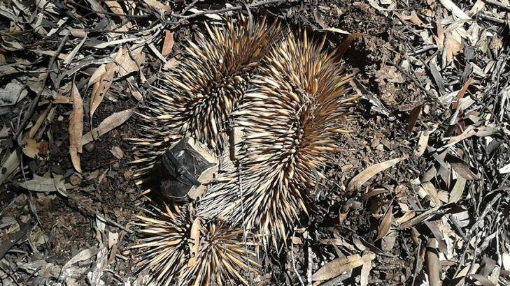 Echidna fitted with an accelerometer and GPS unit, and a radio-tracking transmitte Photo: Dr Christine Cooper