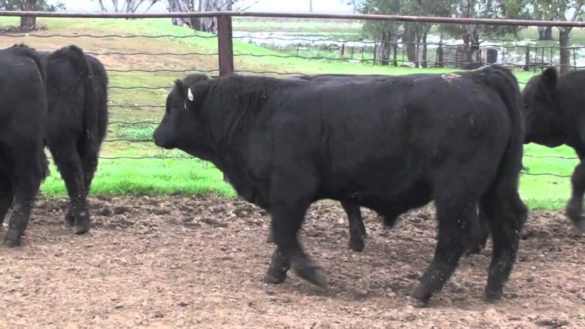 Circle eight simmertals, like the ones that absconded to Trish Moerkerken's property. Photo taken from YouTube.