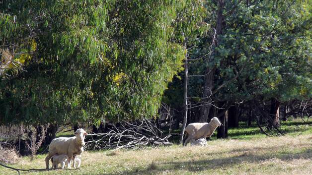 Hovell's Creek grazier Trudi Refshauge was impressed with a local Wattle Day talk last month; of particular note was the protection wattle provide for sheep. Here, lambing ewes are shelted by wattle.