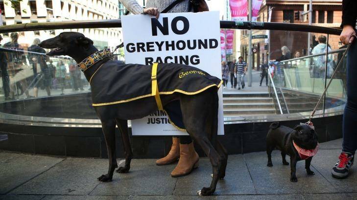 SYDNEY, AUSTRALIA - OCTOBER 23: Animal lovers and members of the public join together at Martin Place to protest Mike Baird and the State Government's flipback on their decision earlier this year to ban greyhound racing permanently in NSW on October 23, 2016 in Sydney, Australia. (Photo by James Alcock/Fairfax Media) Photo: James Alcock