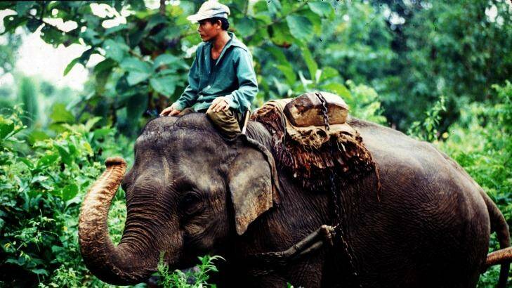 The evidence about how Pakbeng treats its elephants is almost all anecdotal. Photo: Greg Newington