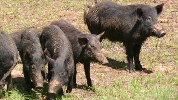 Central Tablelands Local land Services held a meeting recently to discuss how to tackle the feral pig problem. File photo. 