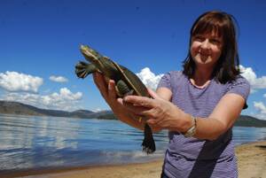 Maryanne Gates, Wildcare president, with Hutch the turtle before releasing him back into Lake Wyangala. 