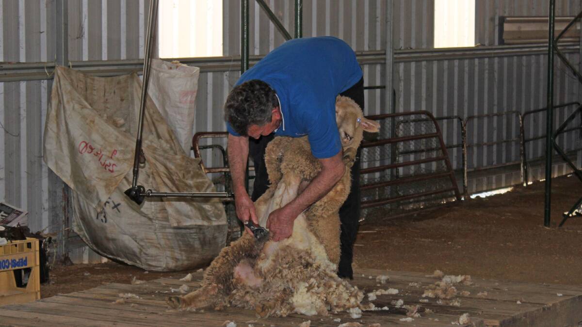 Ved Farrell displaying his skills during the shearing demonstration.