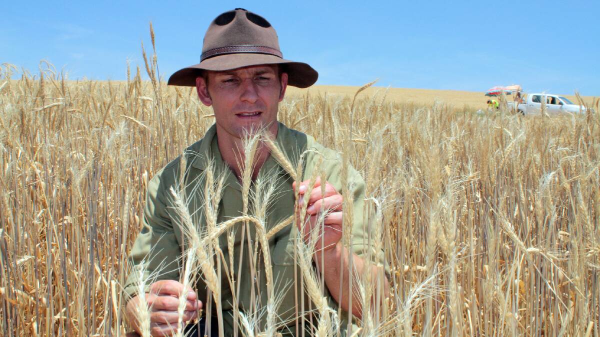 DPI research agronomist, Richard Hayes. 