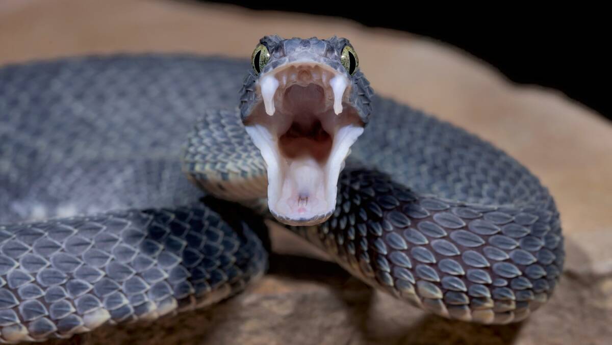 A Black Bush Viper Snake (Atheris squamigera) displaying its fangs. Picture: Shutterstock