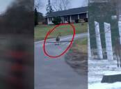 The kangaroo has been sighted in Oshawa, east of Toronto in Canada. Pictures by Janet Grixti, Global News and CTV News