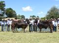 St Johns College Dubbo's cattle team, with their champion steers on the hoof. Photo by Helen De Costa. 