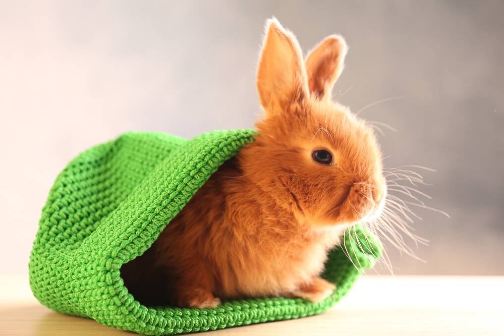 LOPS OF LOVE: Rabbits are social, curious animals who need bunny companions.