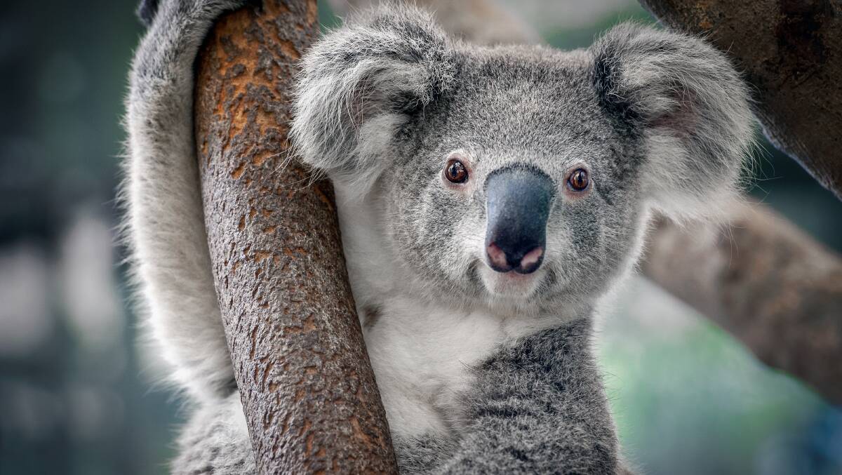 The federal government is putting $50 million into saving the east coast koala population. Picture: Shutterstock
