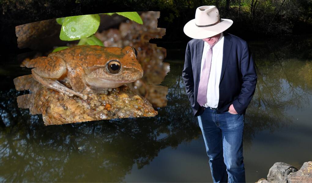 Barnaby Joyce's frog used as 'green tape gone mad' example is locally extinct