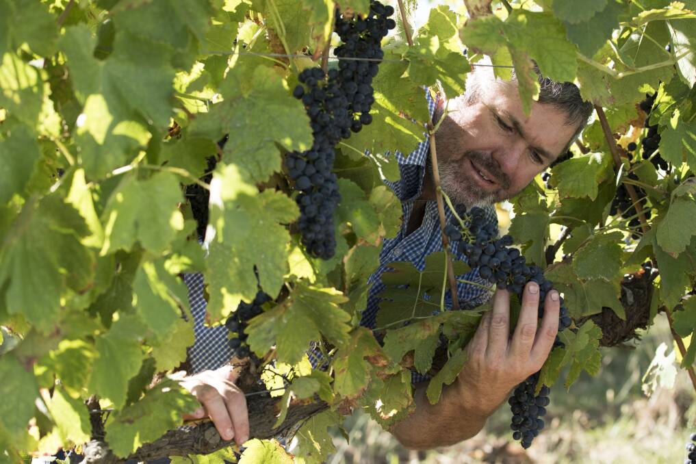 ORGANIC ACHIEVEMENT: Tamburlaine's Clayton Kiely inspecting the grapes at the Borenore property. Photo: SUPPLIED