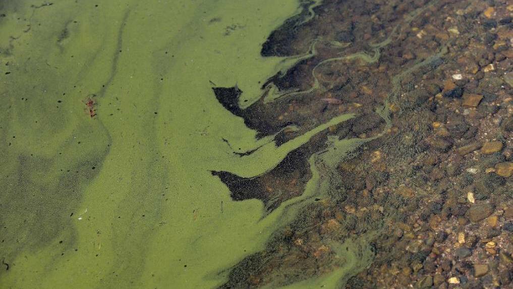 Blue-green algae alert for Wyangala Dam and Lachlan River