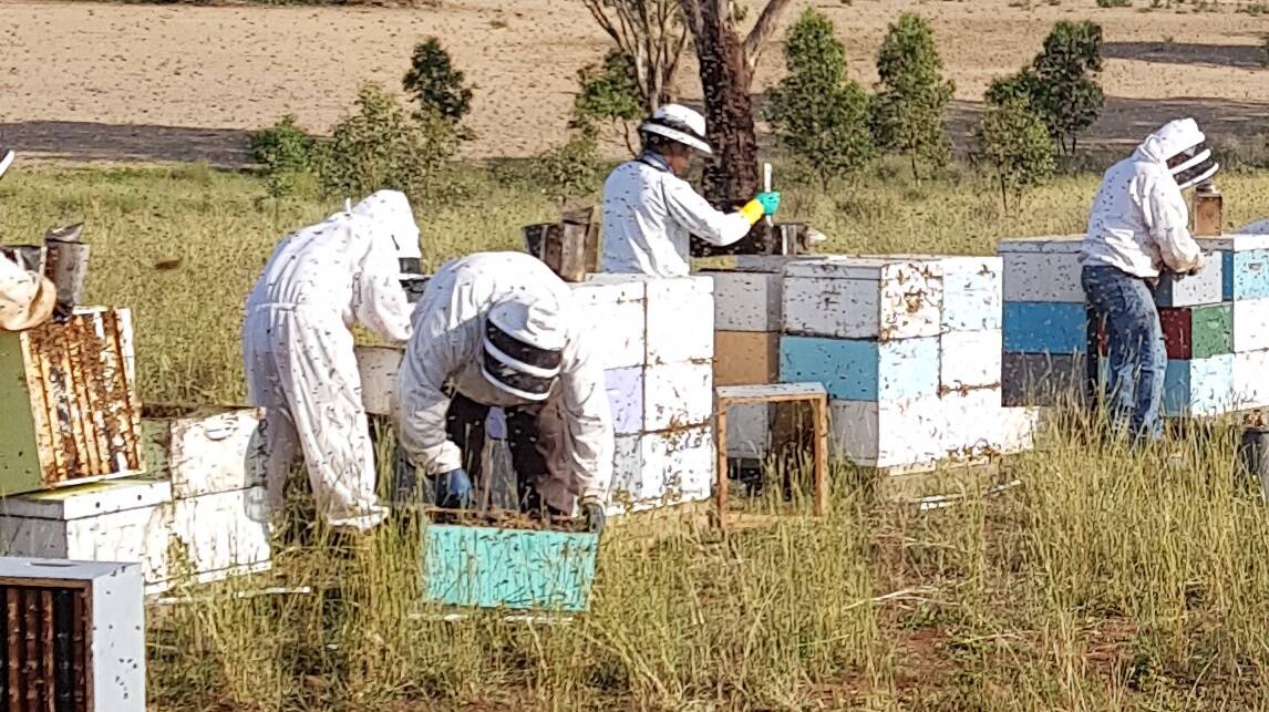 "We haven't had such extreme heat for so long and it is putting the bees under stress."