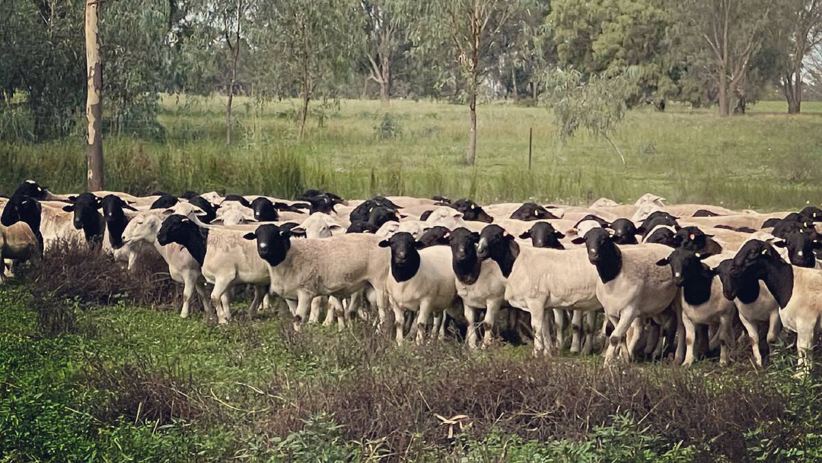 QUALITY SHEEP: With 2500 full-blood ewes, Burrawang is the largest Dorper stud in Australia.
