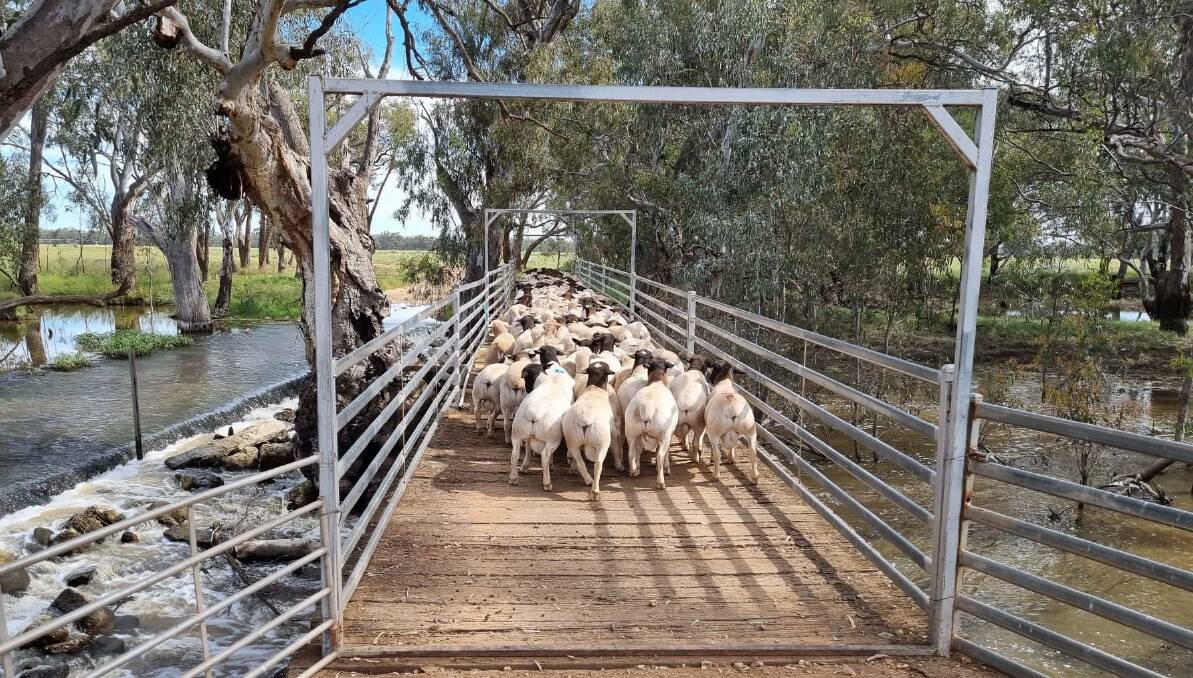 EXTENSIVE KNOWLEDGE: Burrawang studmaster Wicus Cronje continues to travel throughout the country helping graziers create sustainable meat sheep businesses.