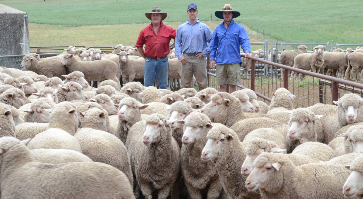 Michael Johnston with Nathan Cayfe and Matthew Johnston among their maiden ewes of Milburn/Centreplus blood at Milburn Creek, Woodstock.