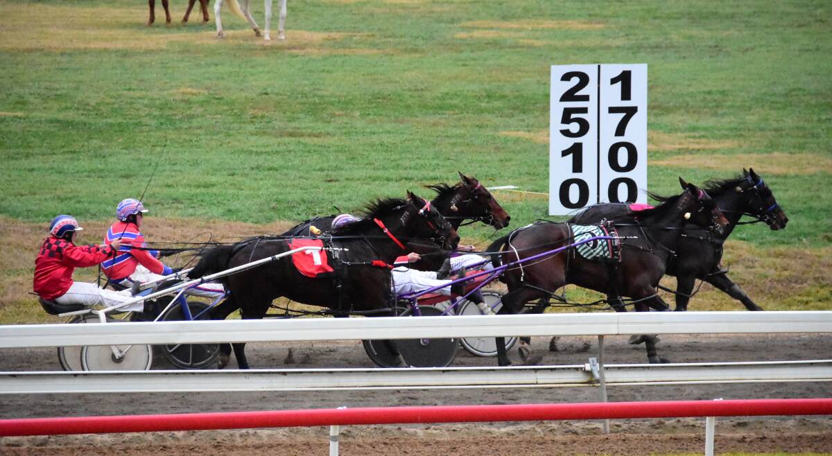 The horses are put through their paces during the Sam Agostino Memorial heats last weekend. Photo: Ben Rodin 