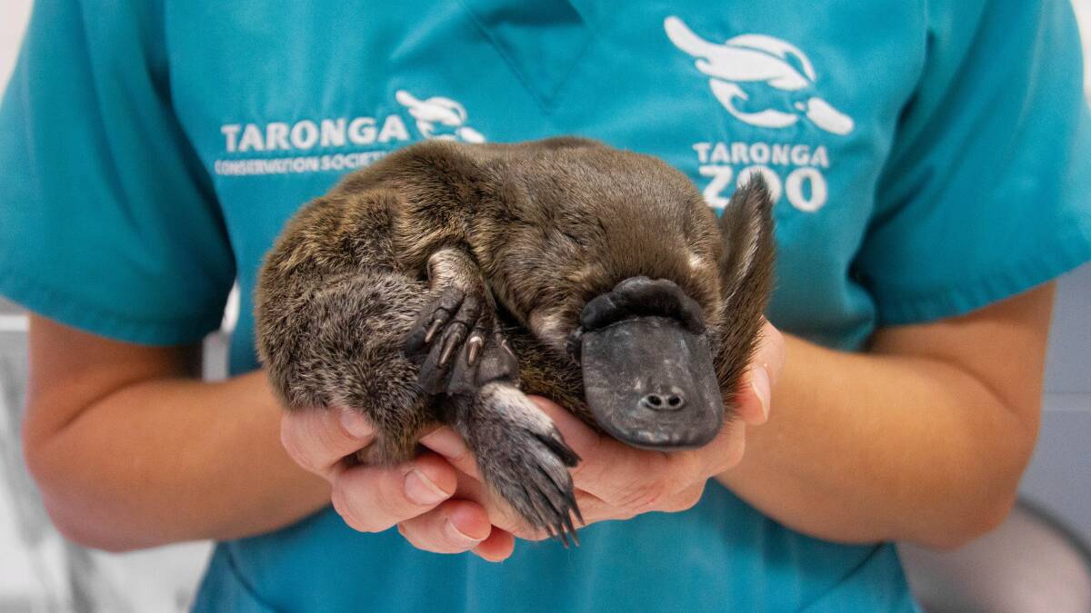 Pictures: UNSW Platypus Research & Taronga Conservation Society Australia
