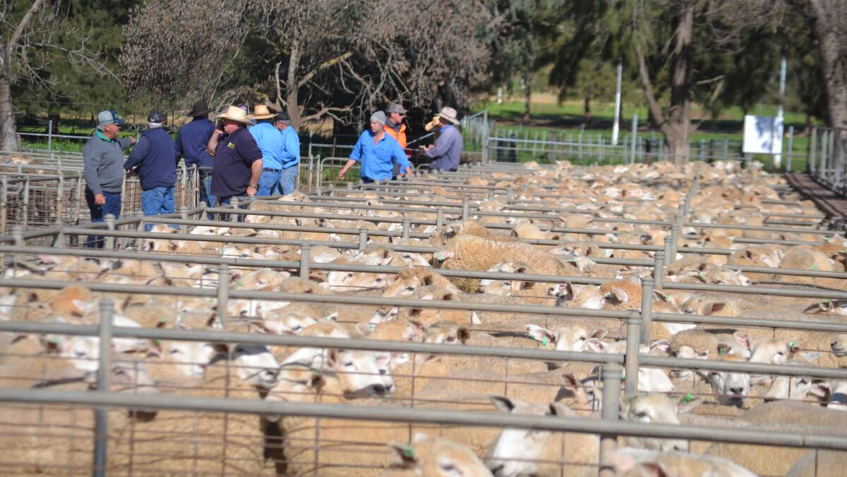Farmers ad agents at last Friday's Cowra sheep and lamb sale.