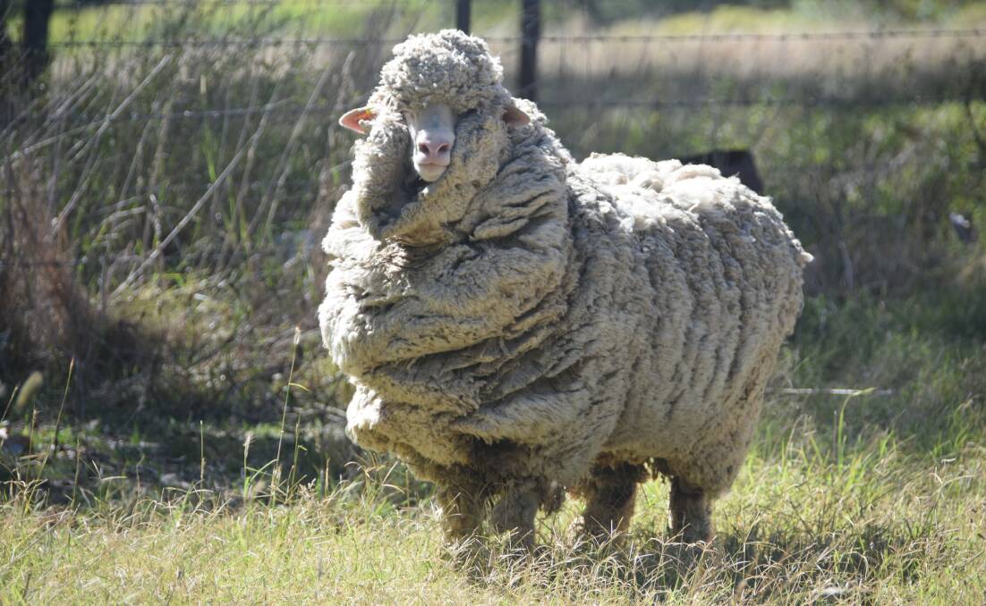 Woodstock's woolly sheep