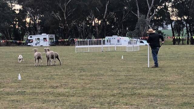 Brett Smith of Cowra working his dog at last years dog trials.
