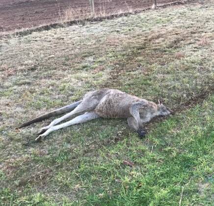 A dead kangaroo near the Cowra Prisoner of War campsite.