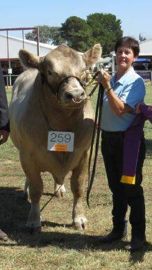 Cowra's Lucy Newham with one of her Murray Grey cattle.