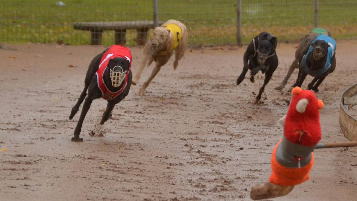 Cowra Greyhound Club has moved its non TAB meetings to Temora with the first meeting this Sunday.