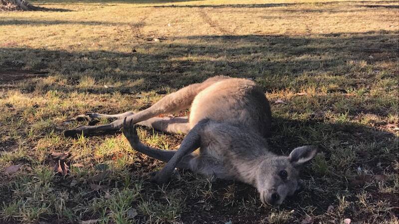 Roo deaths distressing, says WIRES