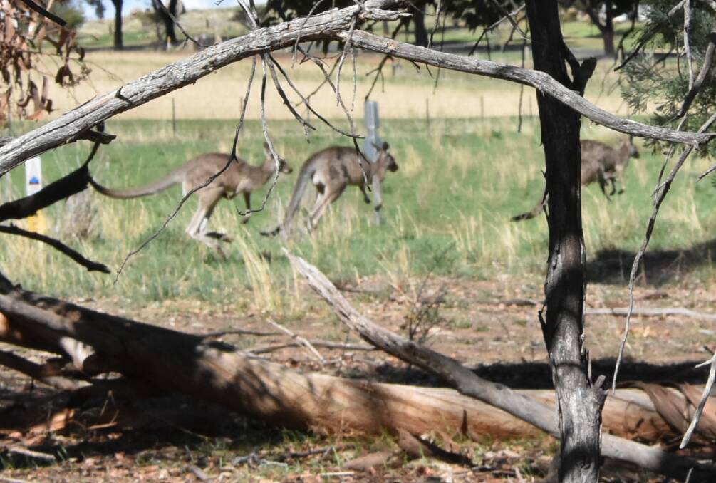 Kangaroos adjacent to Cowra's Peace Precinct. A move to cull 30 of the kangaroos has been condemned.