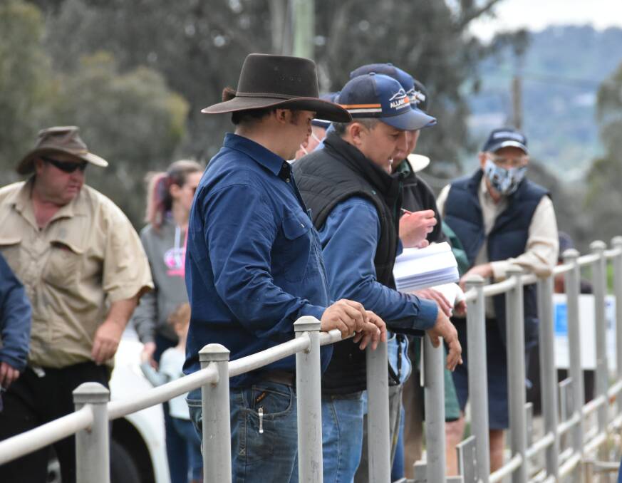 Numbers down, quality good at weekly Cowra lamb sale