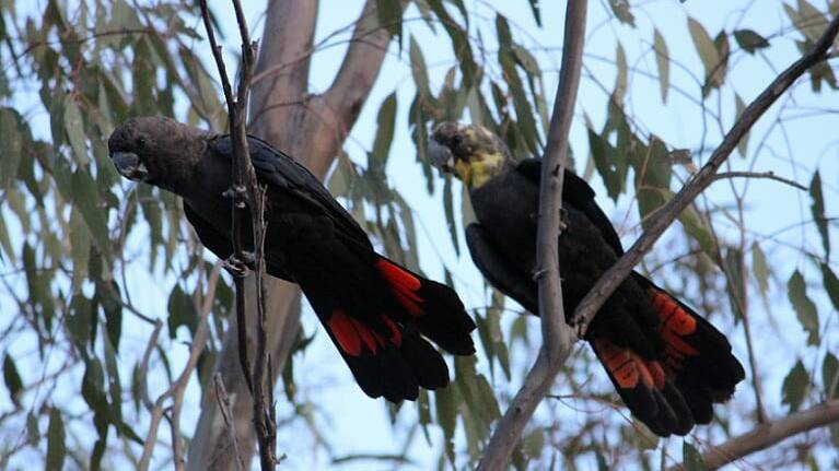 Male and female glossy black cockatoos in the trees, Pilliga National Park, 2019. Photo: Tammy Kuijpers DPIE.